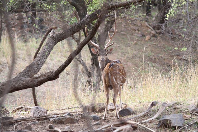 Travel Agency in Rajasthan